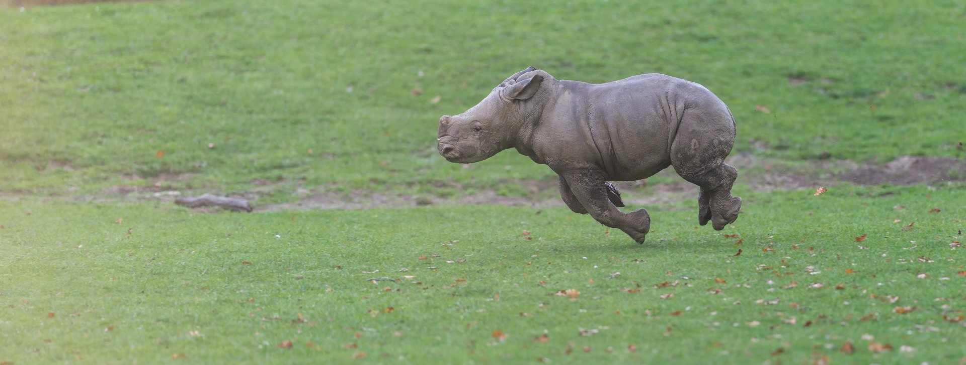 Southern White Rhino calf, CWP, UK