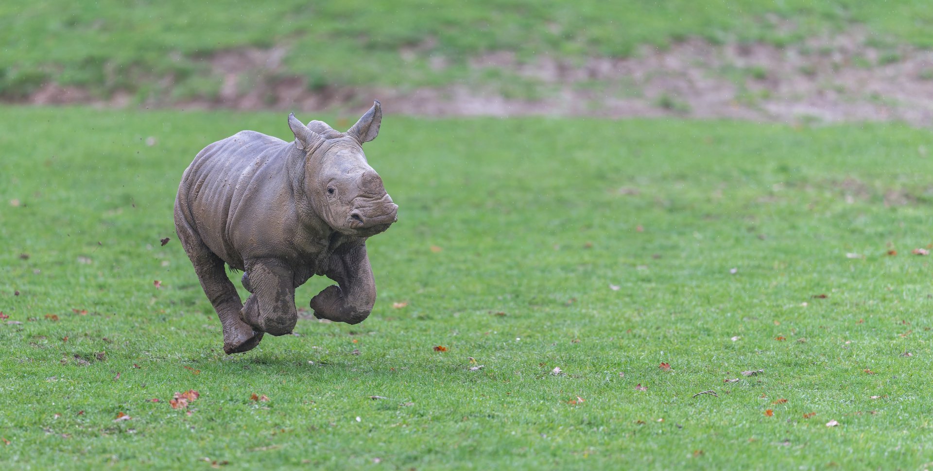 Southern White Rhino calf, CWP, UK