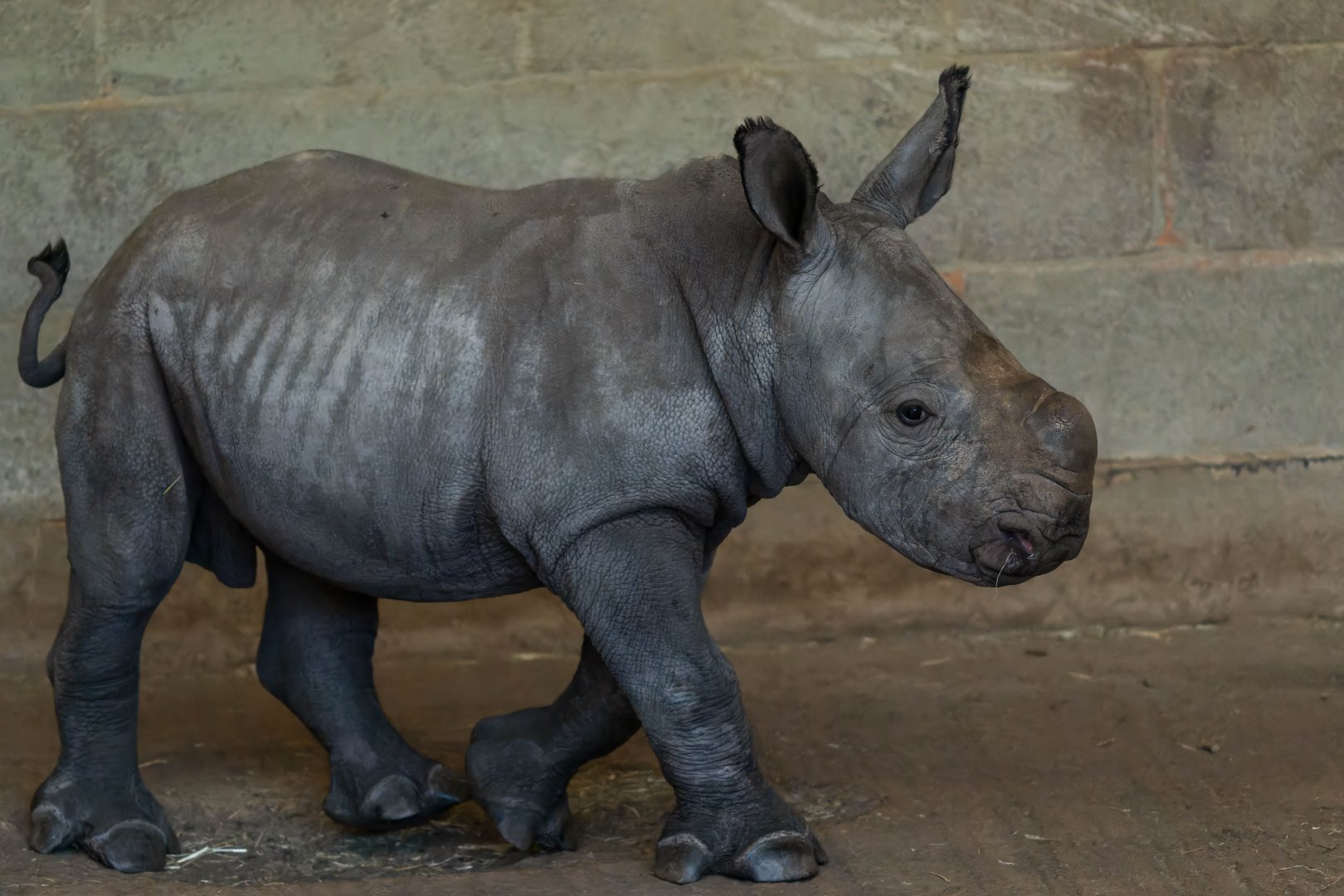 Southern white rhino calf, ZSL Whipsnade, UK