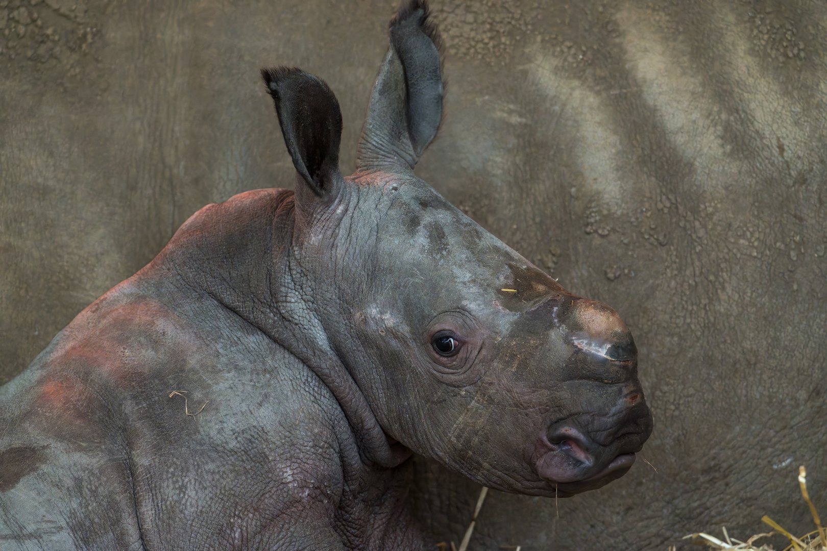 Southern White Rhino calf, ZSL Whipsnade, UK
