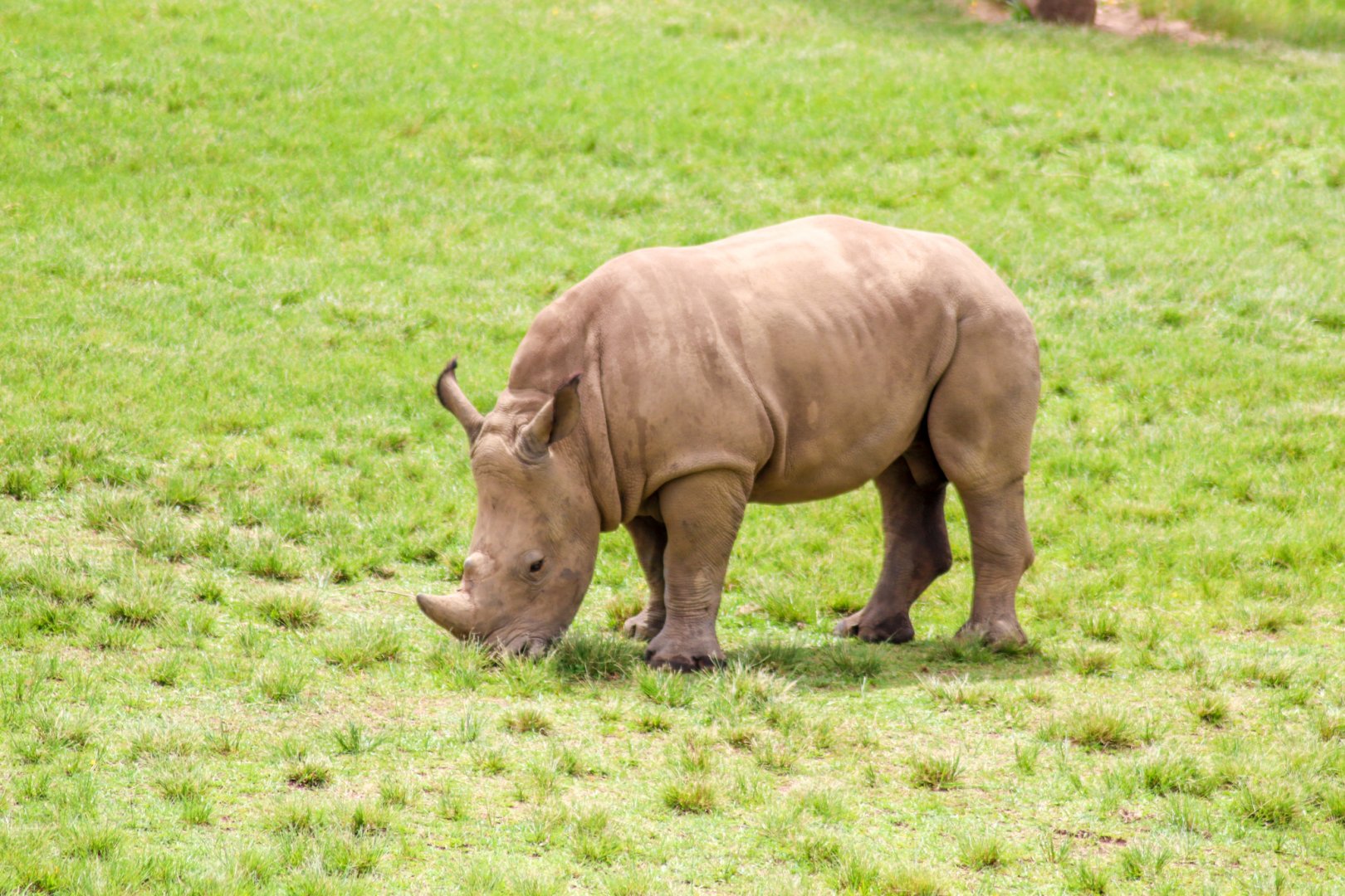 Southern White Rhino Calf