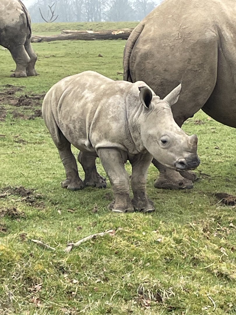 Southern White Rhino Calf