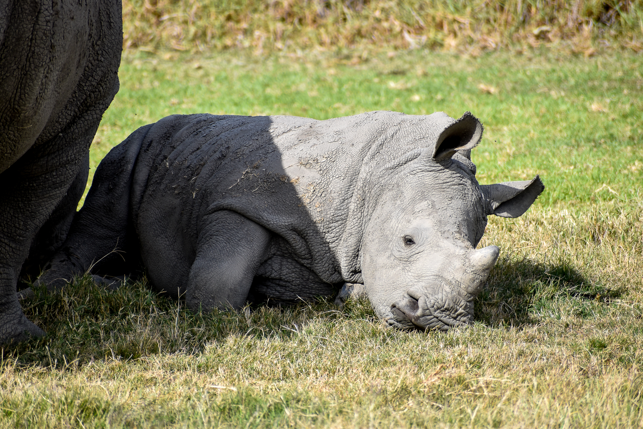 Southern White Rhino calf