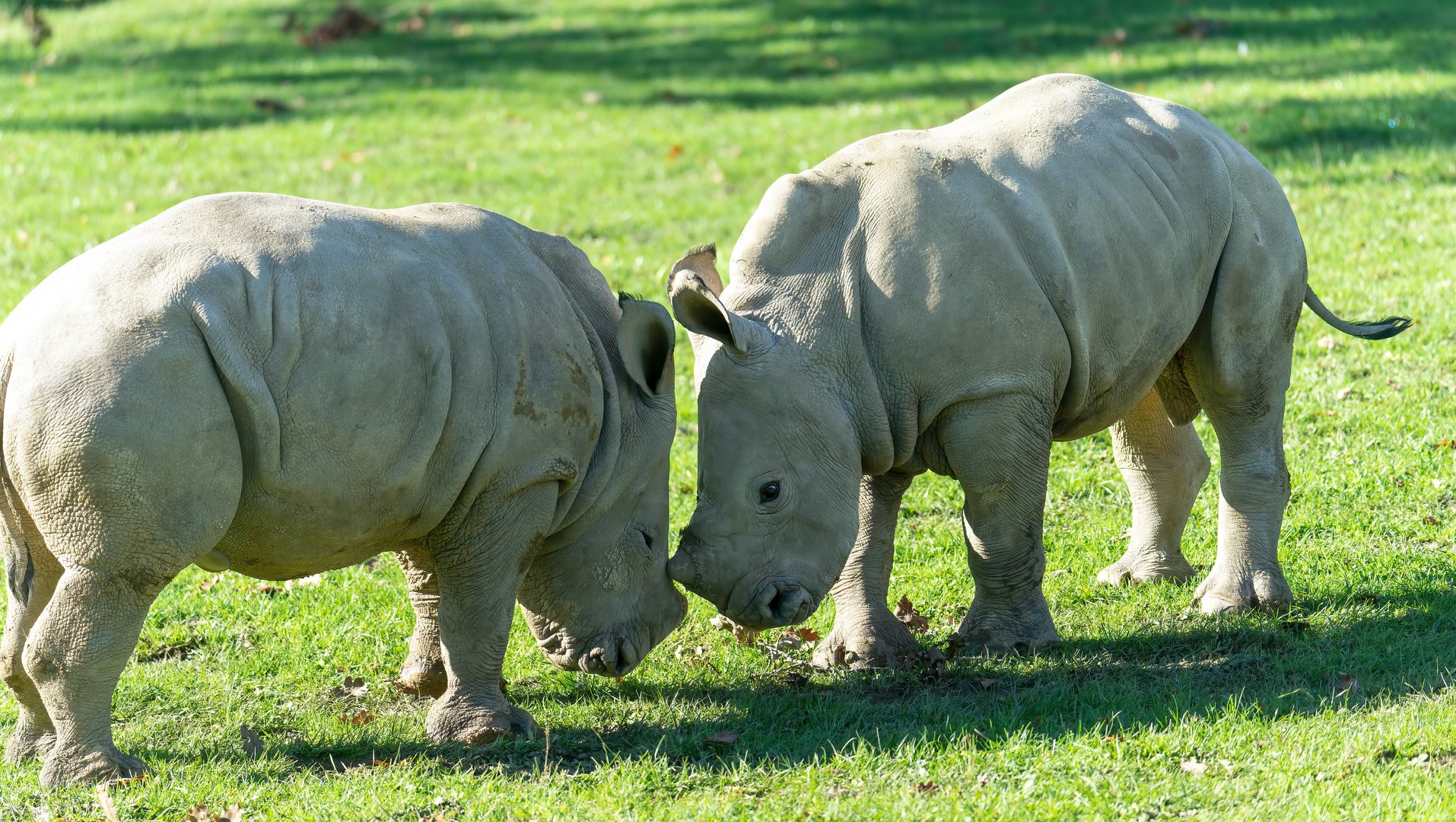 Southern white rhino calves, CWP, UK
