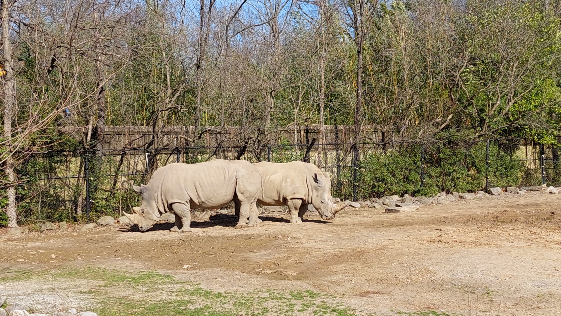 Southern White Rhino (Ceratotherium simulation simum)