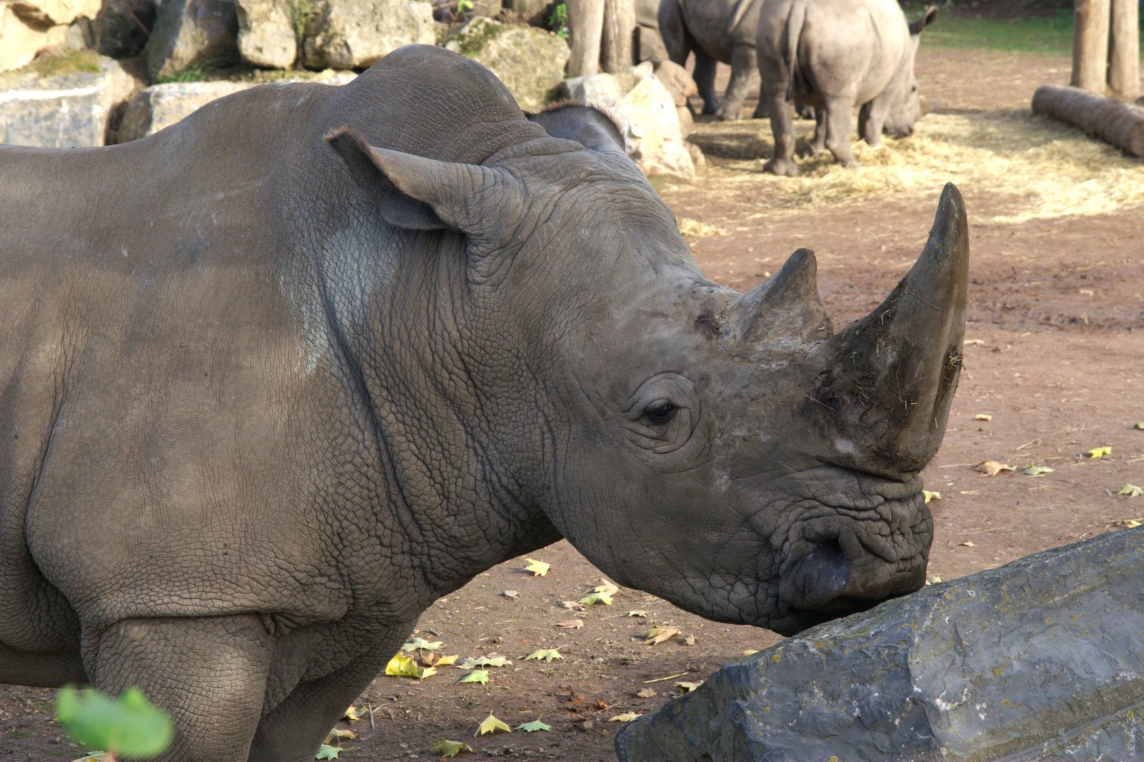 Southern White Rhino (Ceratotherium simum simum), 12-11-25