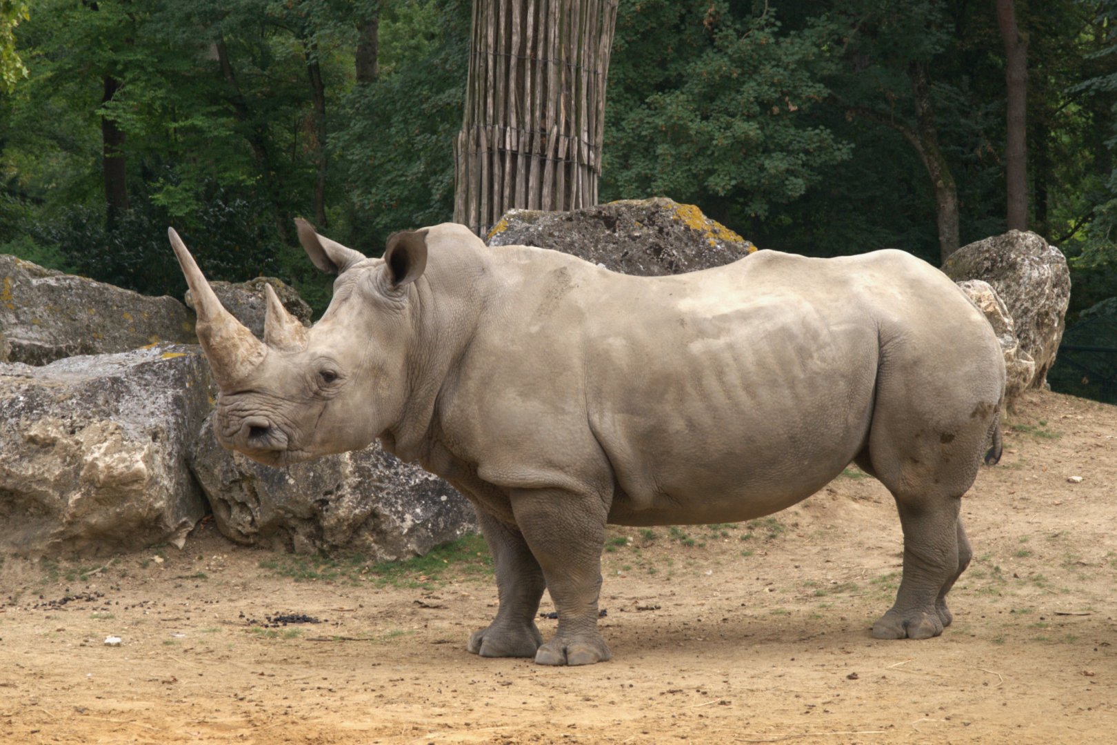 Southern White Rhino (Ceratotherium simum simum), 25-08-25