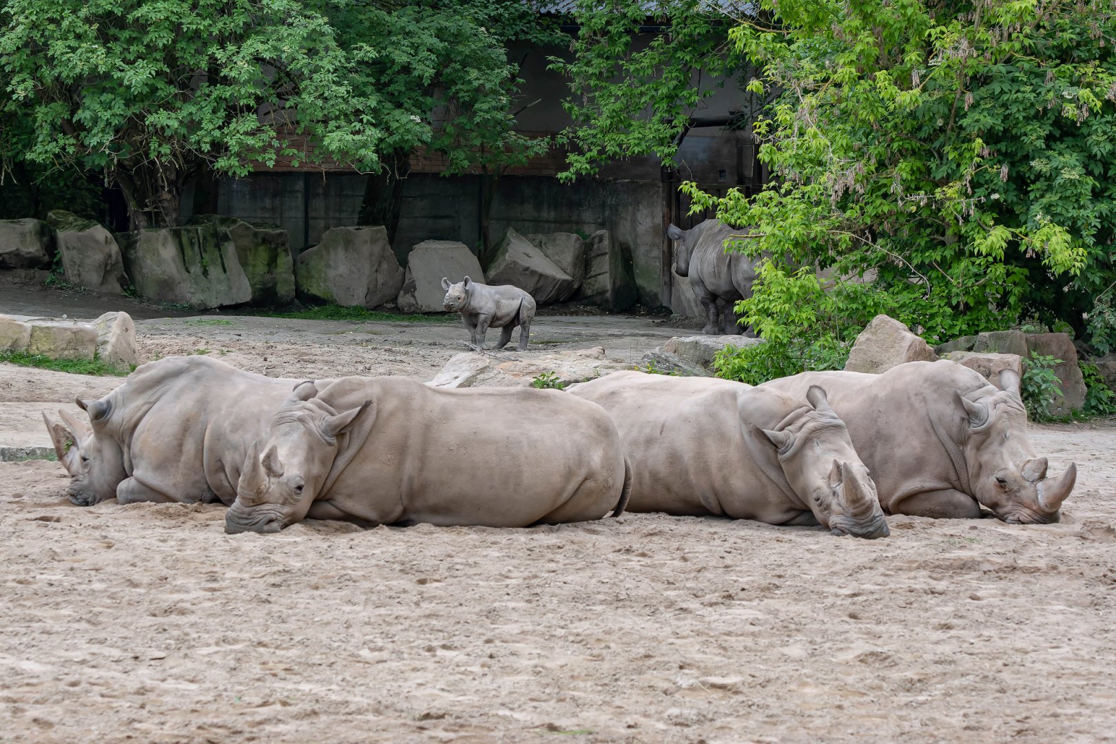 Southern white rhino (Ceratotherium simum simum) & Eastern black rhino (Diceros bicornis michaeli)