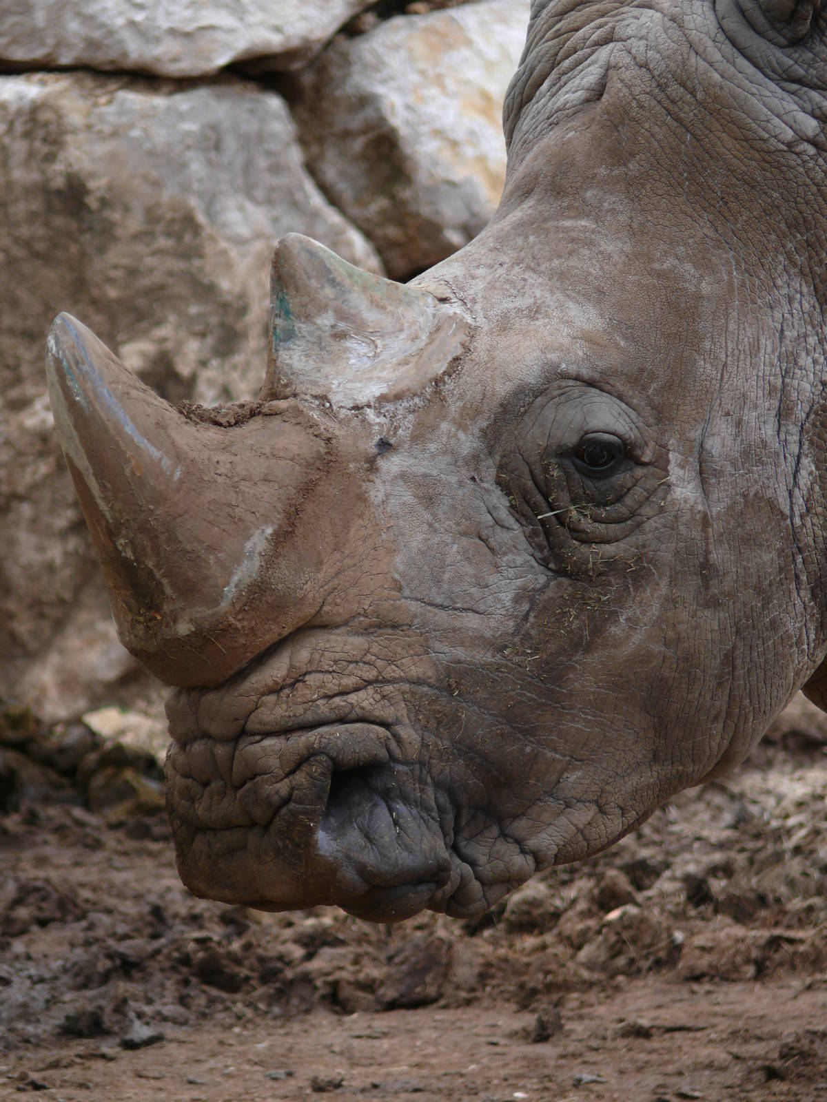 Southern white rhino (Ceratotherium simum simum)
