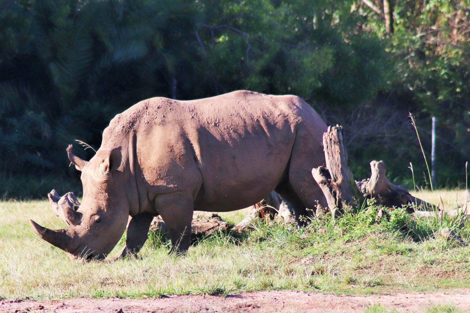 Southern White Rhino (Ceratotherium simum simum)