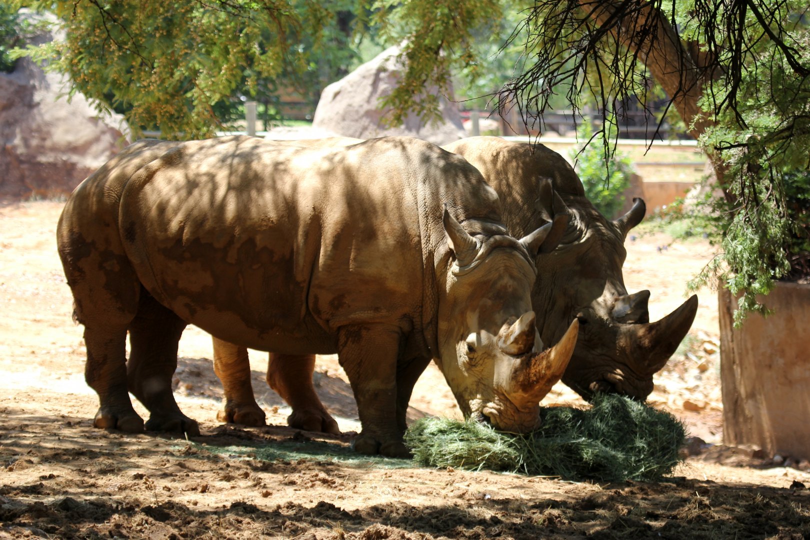 Southern White Rhino (Ceratotherium simum simum)