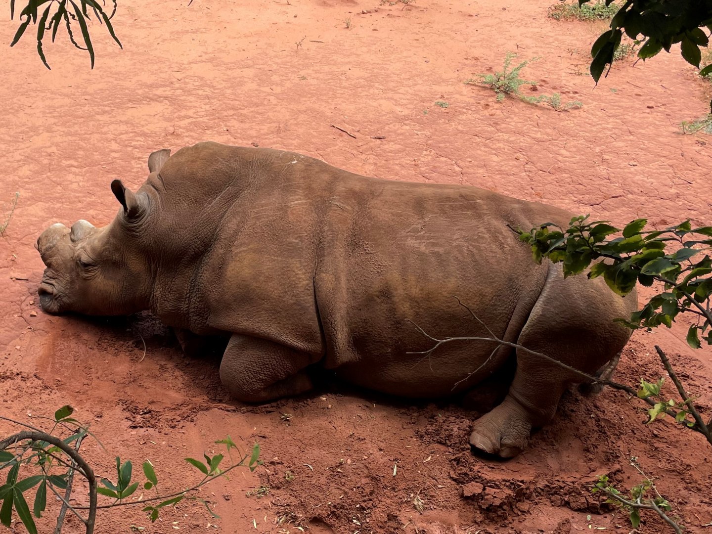 Southern White Rhino (Ceratotherium simum simum)