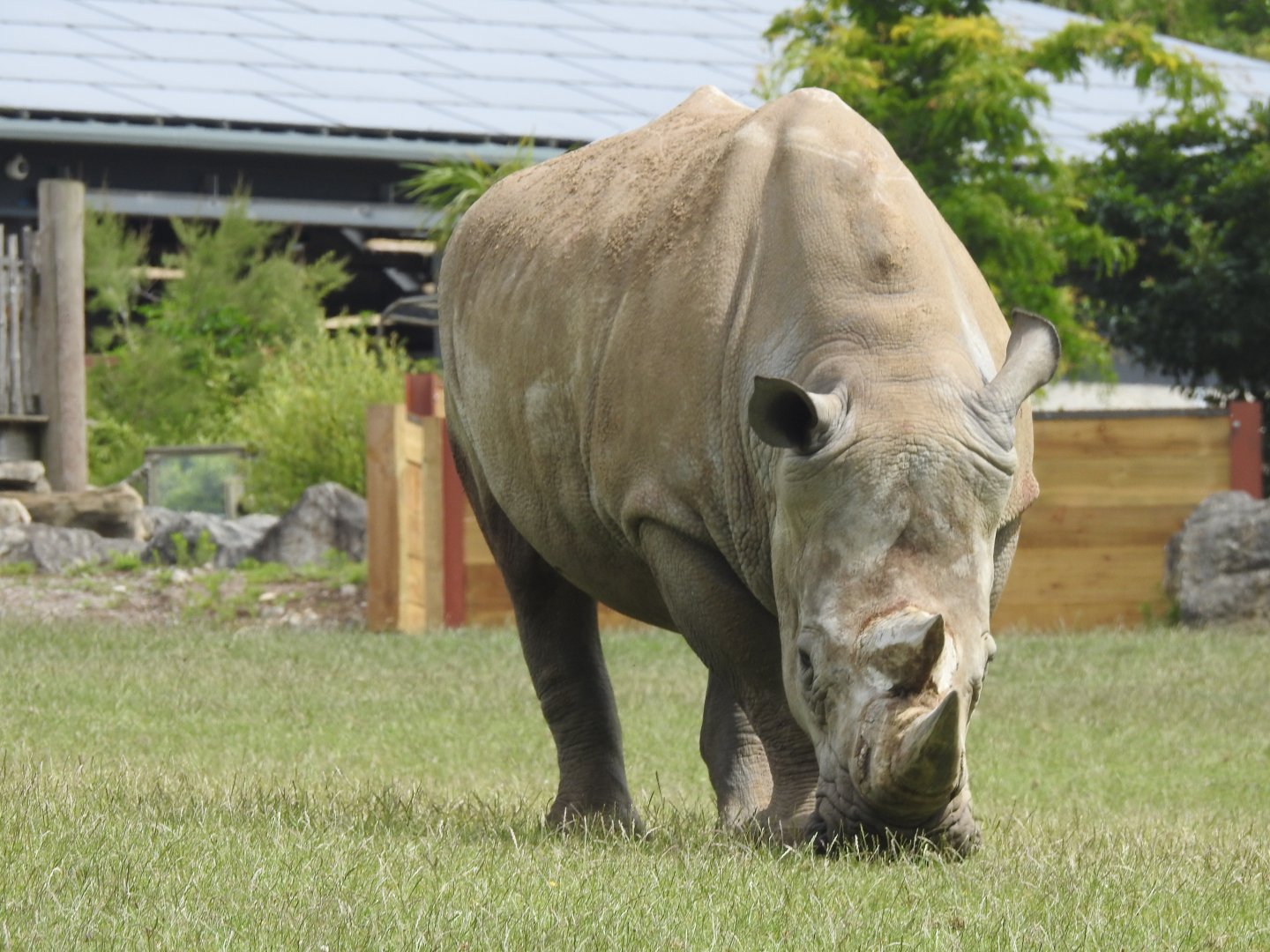 Southern White Rhino (Ceratotherium simum simum)