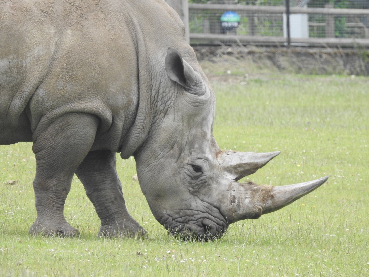Southern White Rhino (Ceratotherium simum simum)