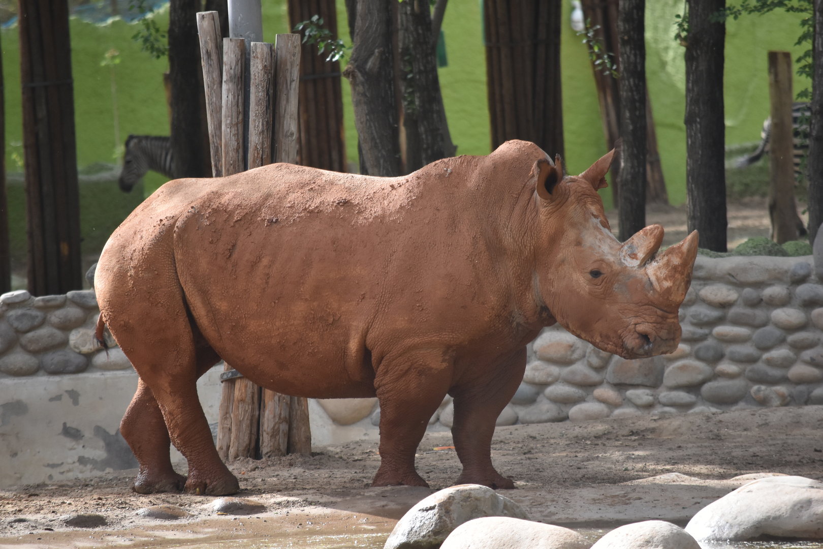 Southern white rhino (Ceratotherium simum simum)