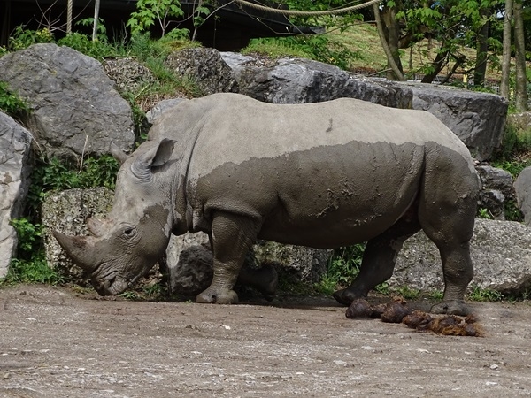 Southern white rhino (Ceratotherium simum simum)