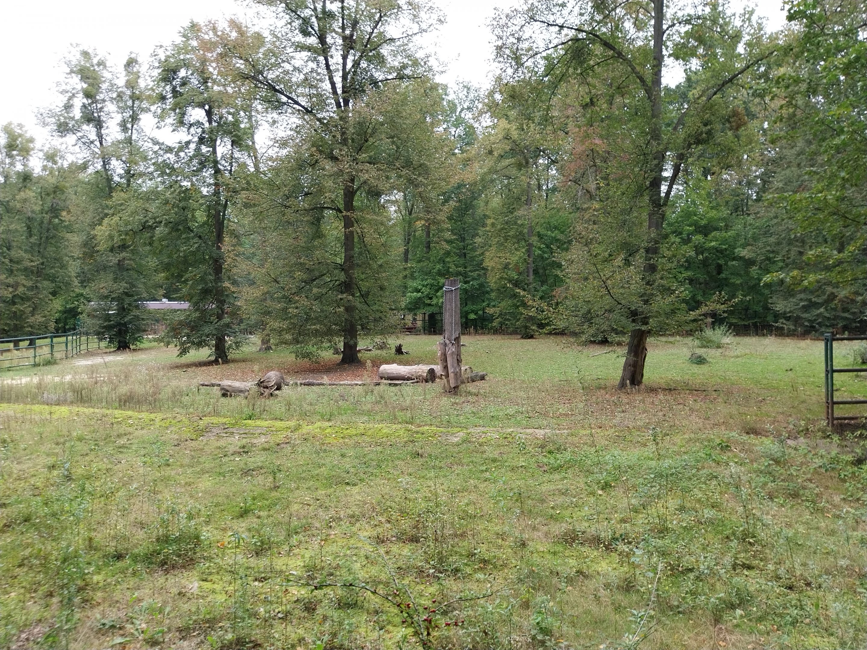 Southern White Rhino (Ceratotherium simum simum)