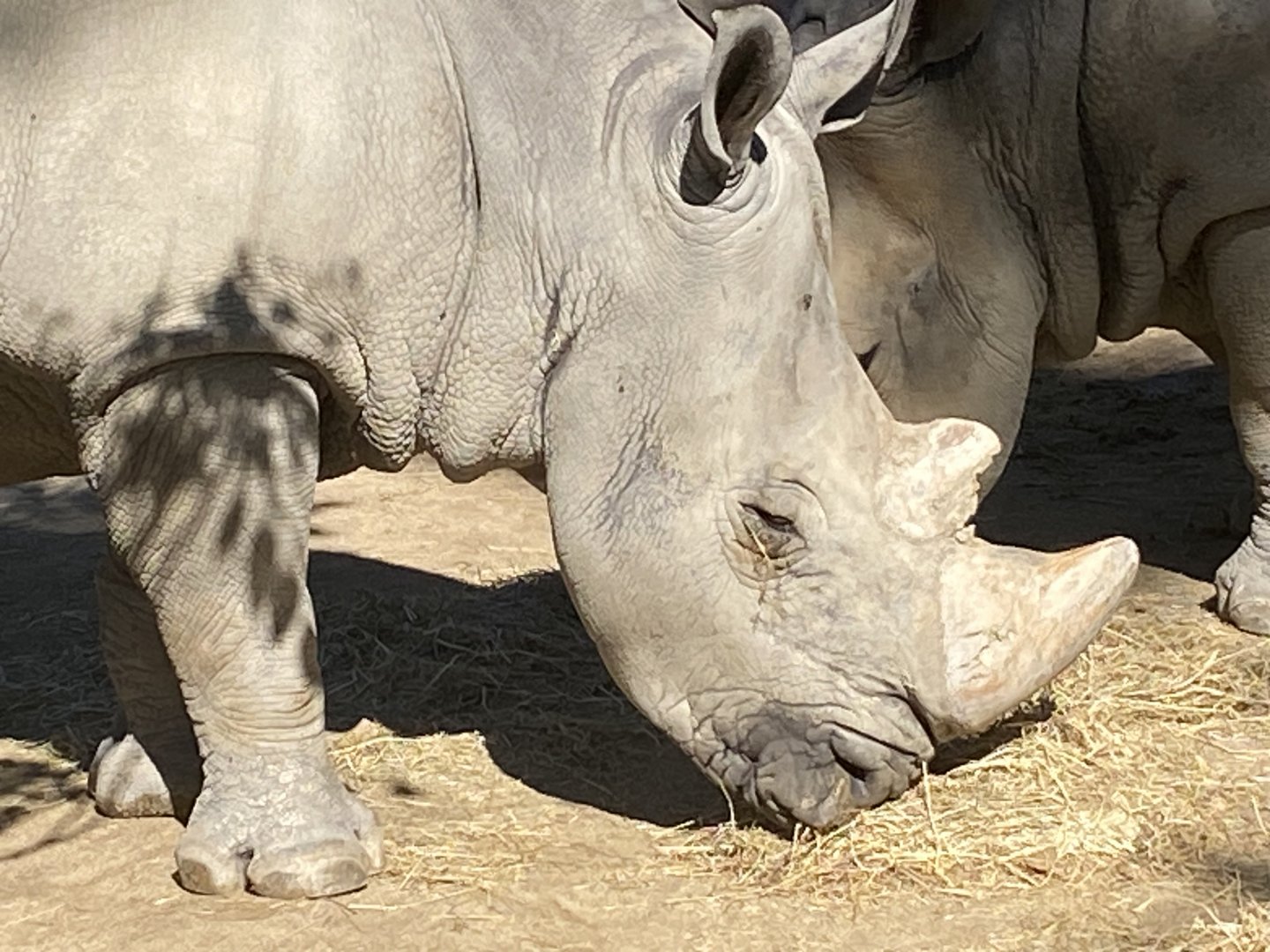 Southern white rhino close up