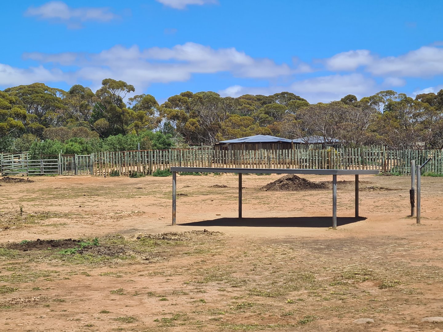 Southern White Rhino Cow Exhibit