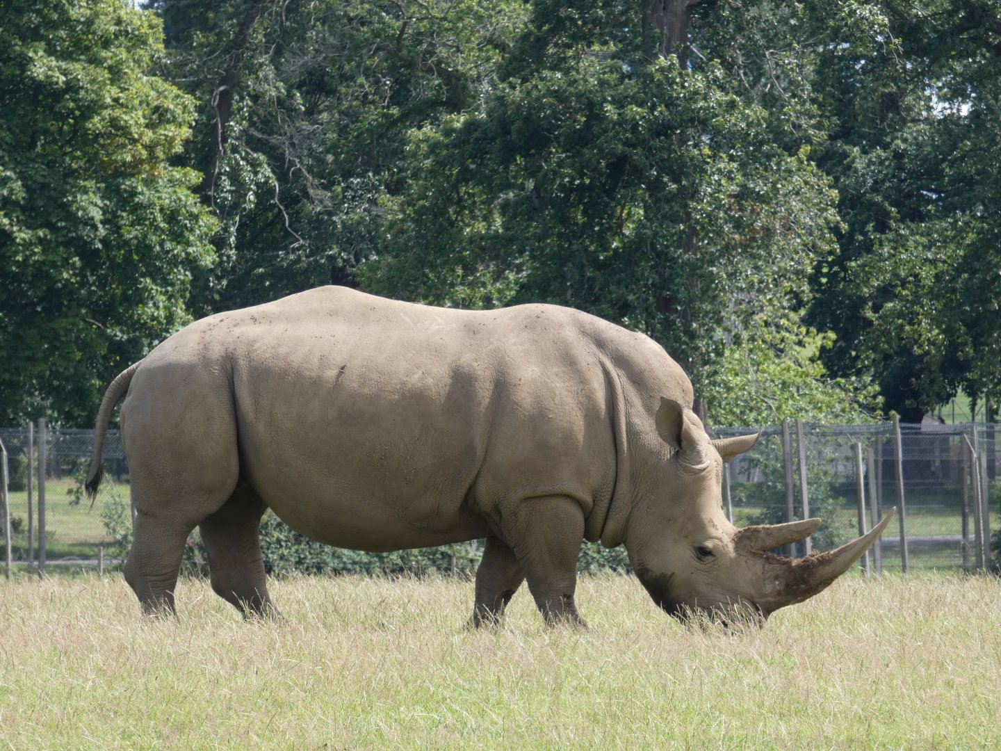 Southern White Rhino cow