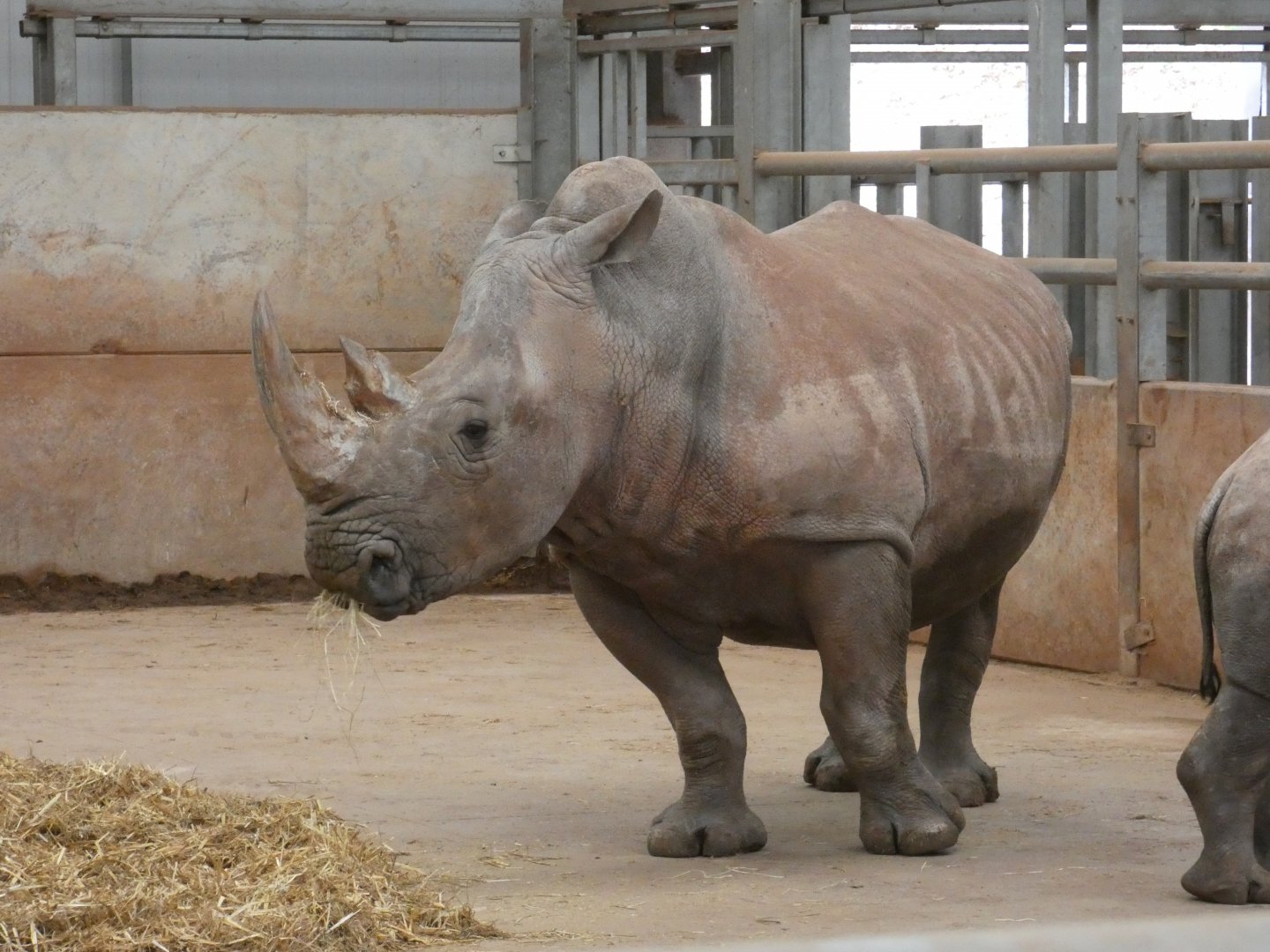 Southern white rhino cow