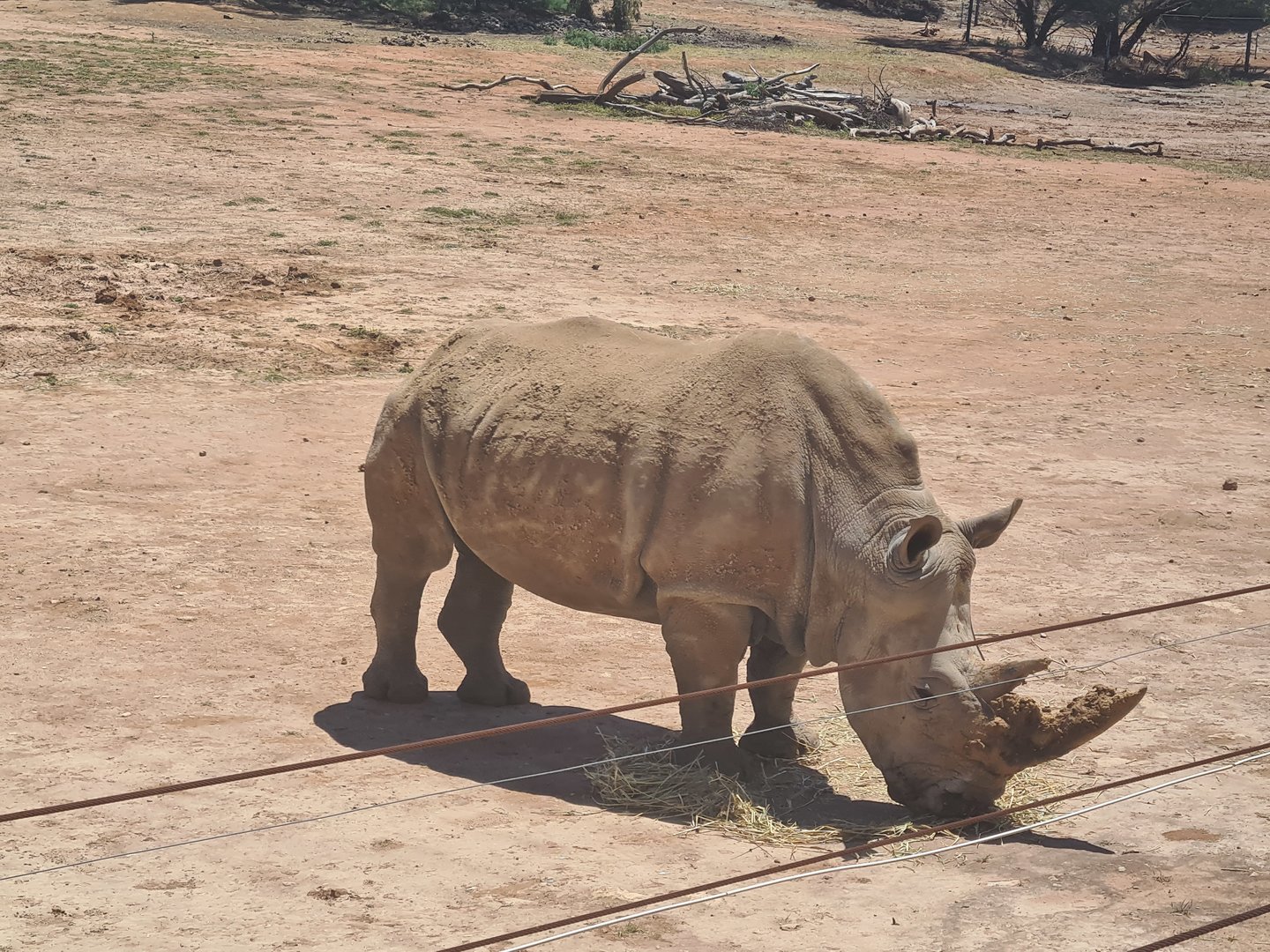 Southern White Rhino Cow