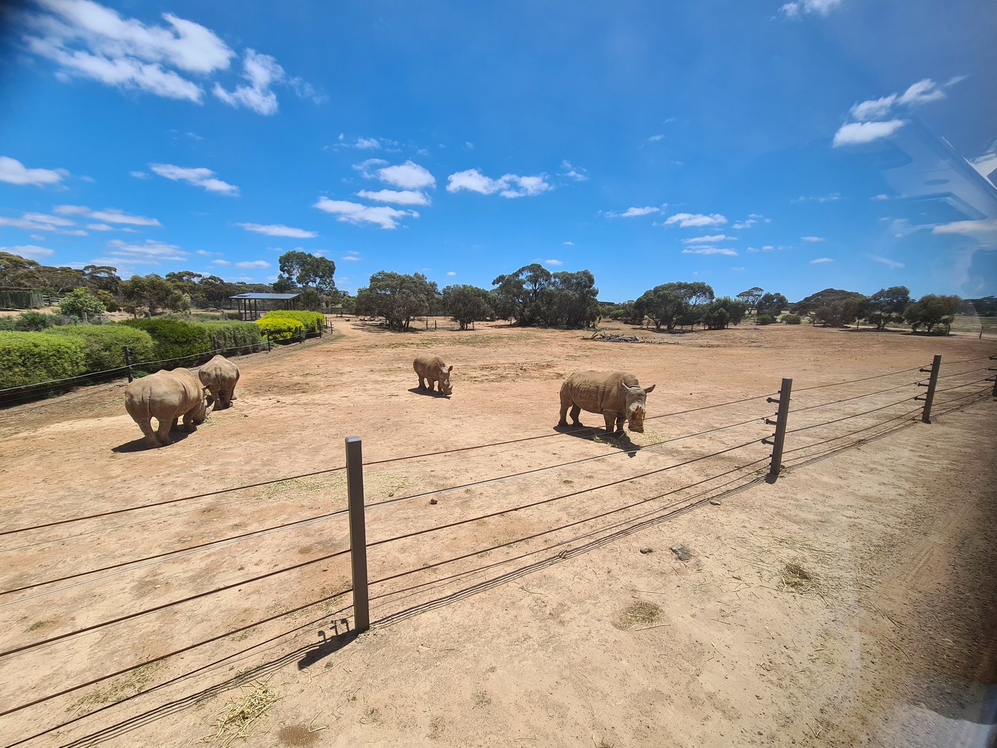 Southern White Rhino Cows