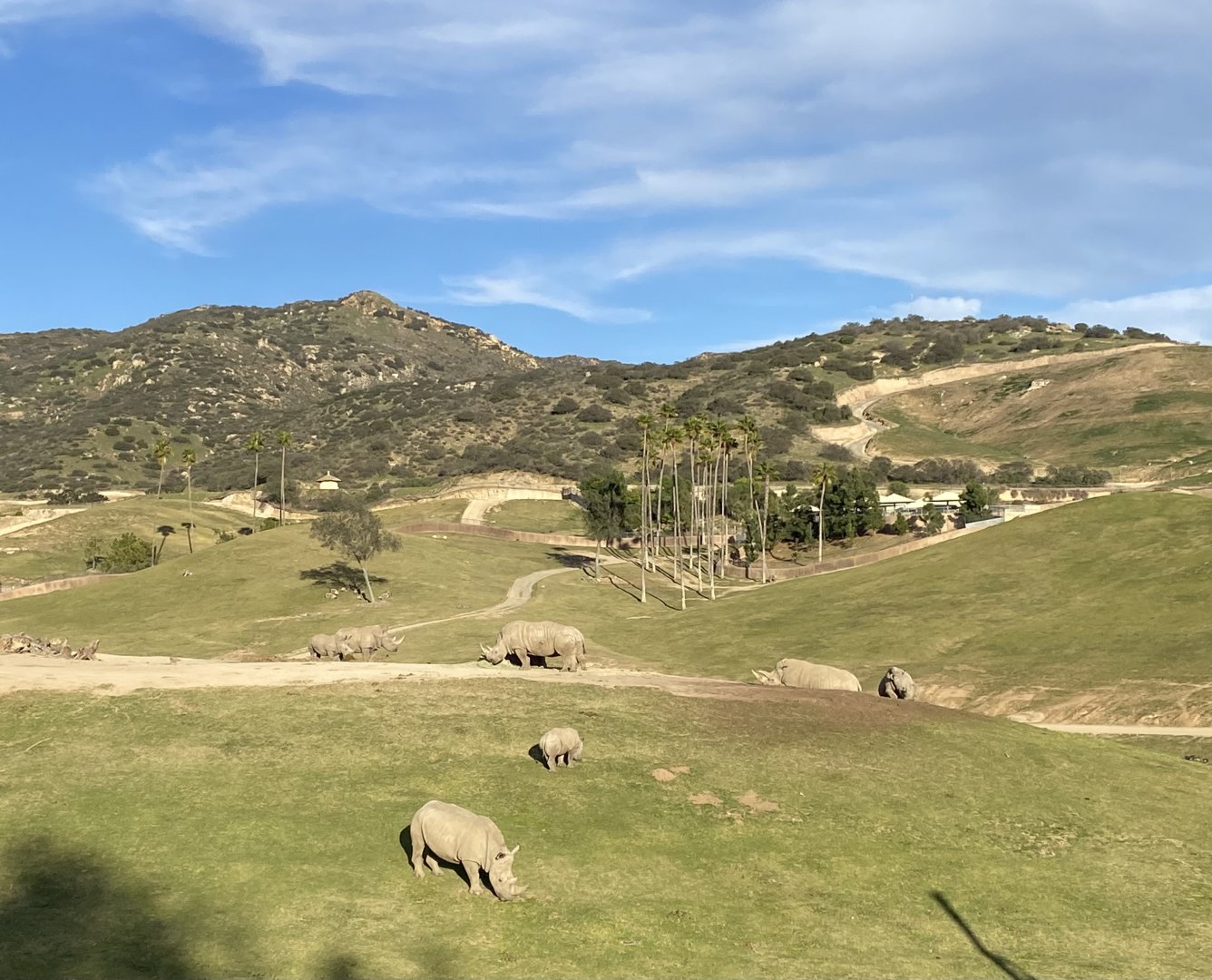 Southern White Rhino Crash - East Africa Field Habitat