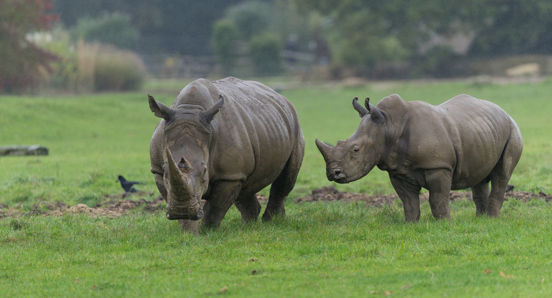 Southern White Rhino, CWP, UK