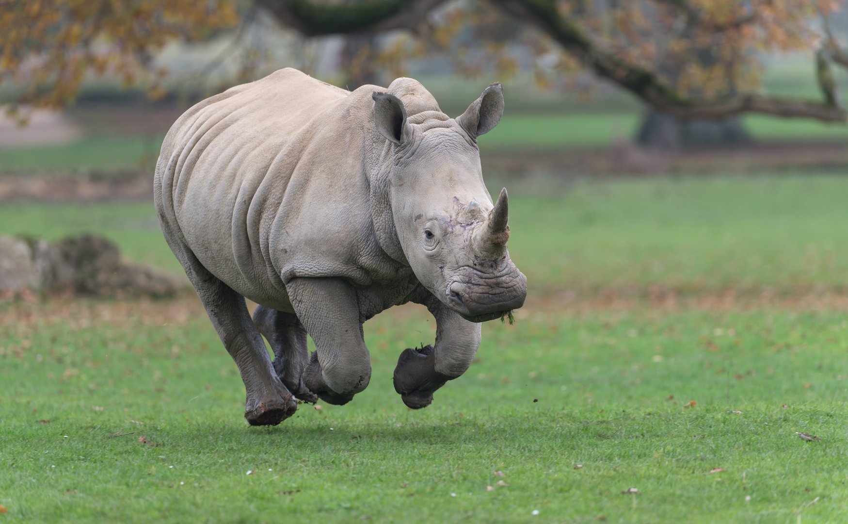 Southern White Rhino, CWP, UK
