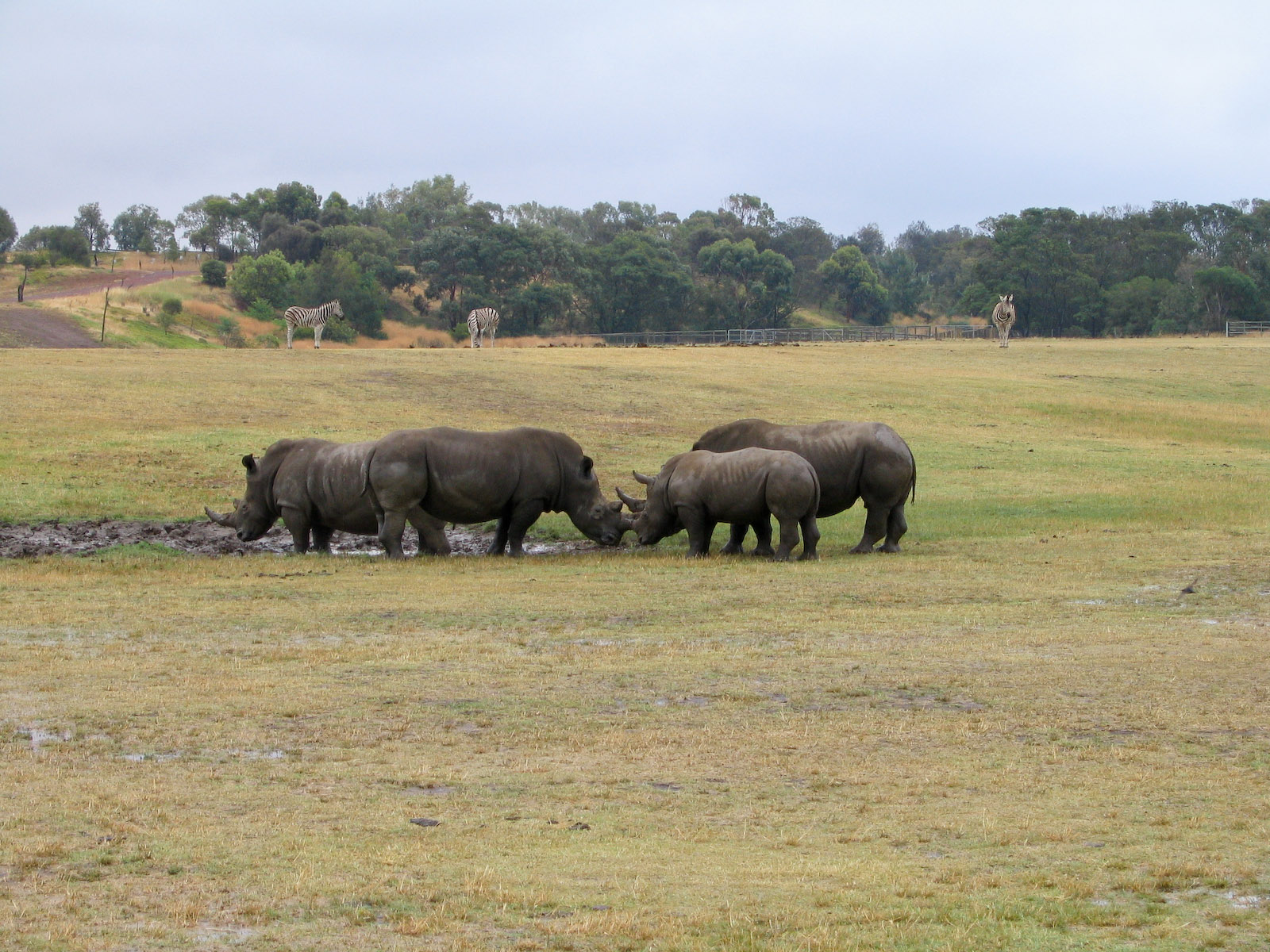 Southern White Rhino - Dec 2003