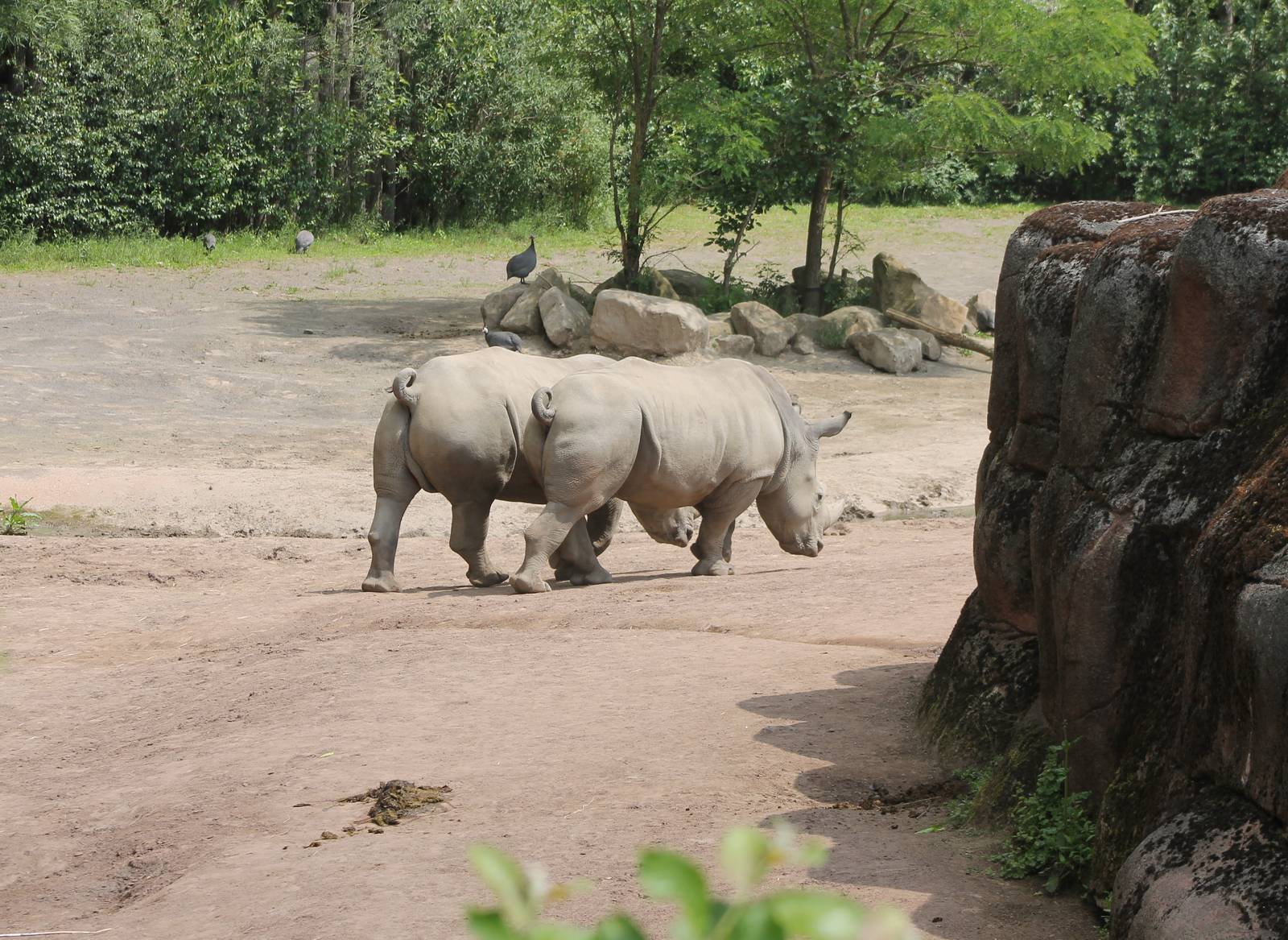 Southern white rhino enclosure
