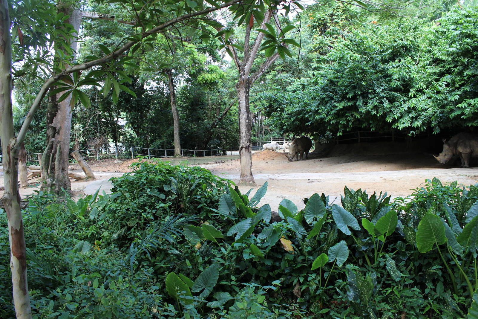 Southern White Rhino Enclosure