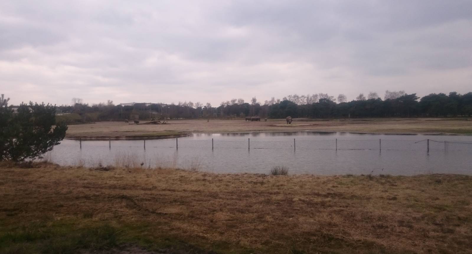 Southern white rhino enclosure