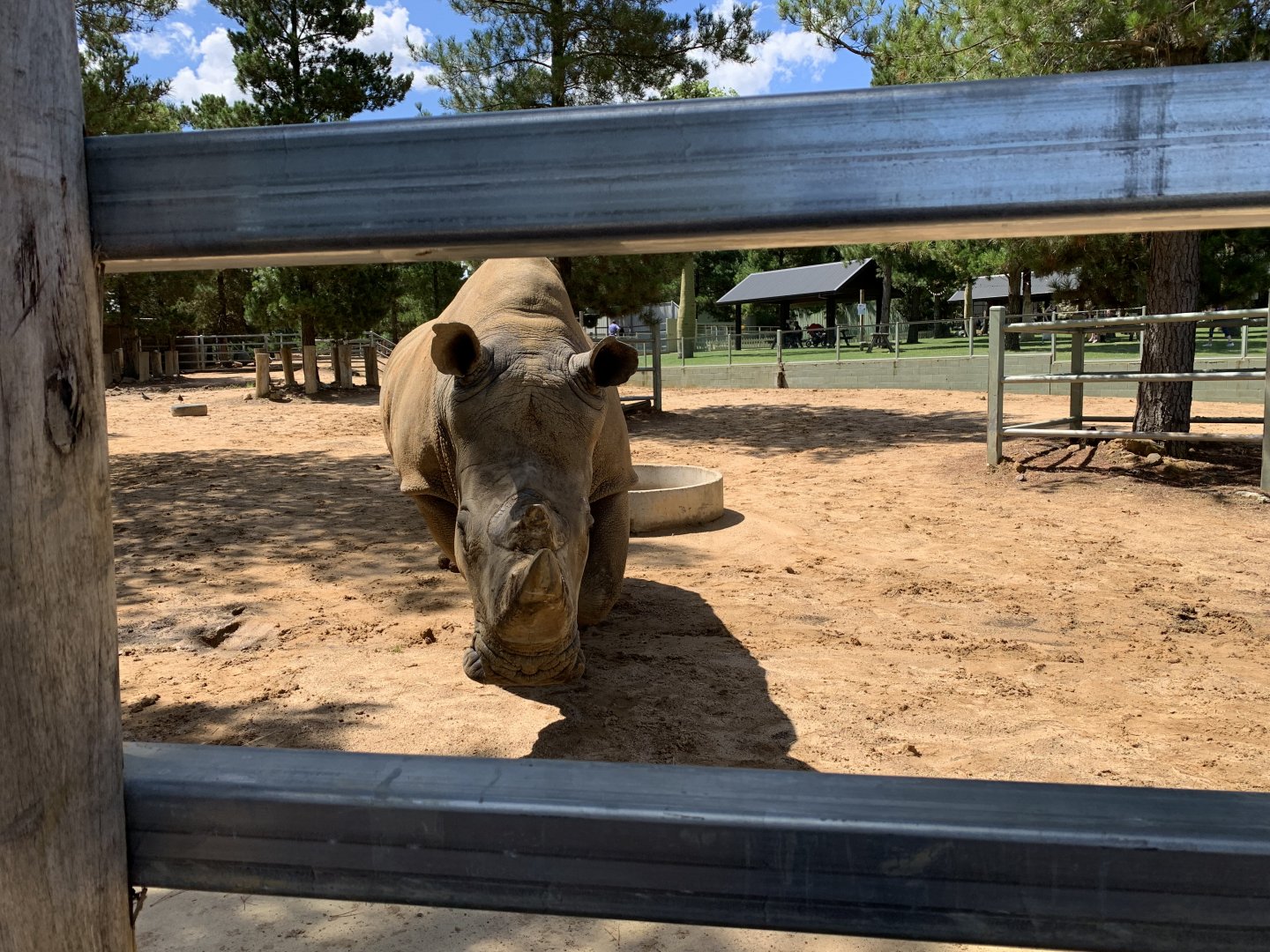 Southern White Rhino Encounter