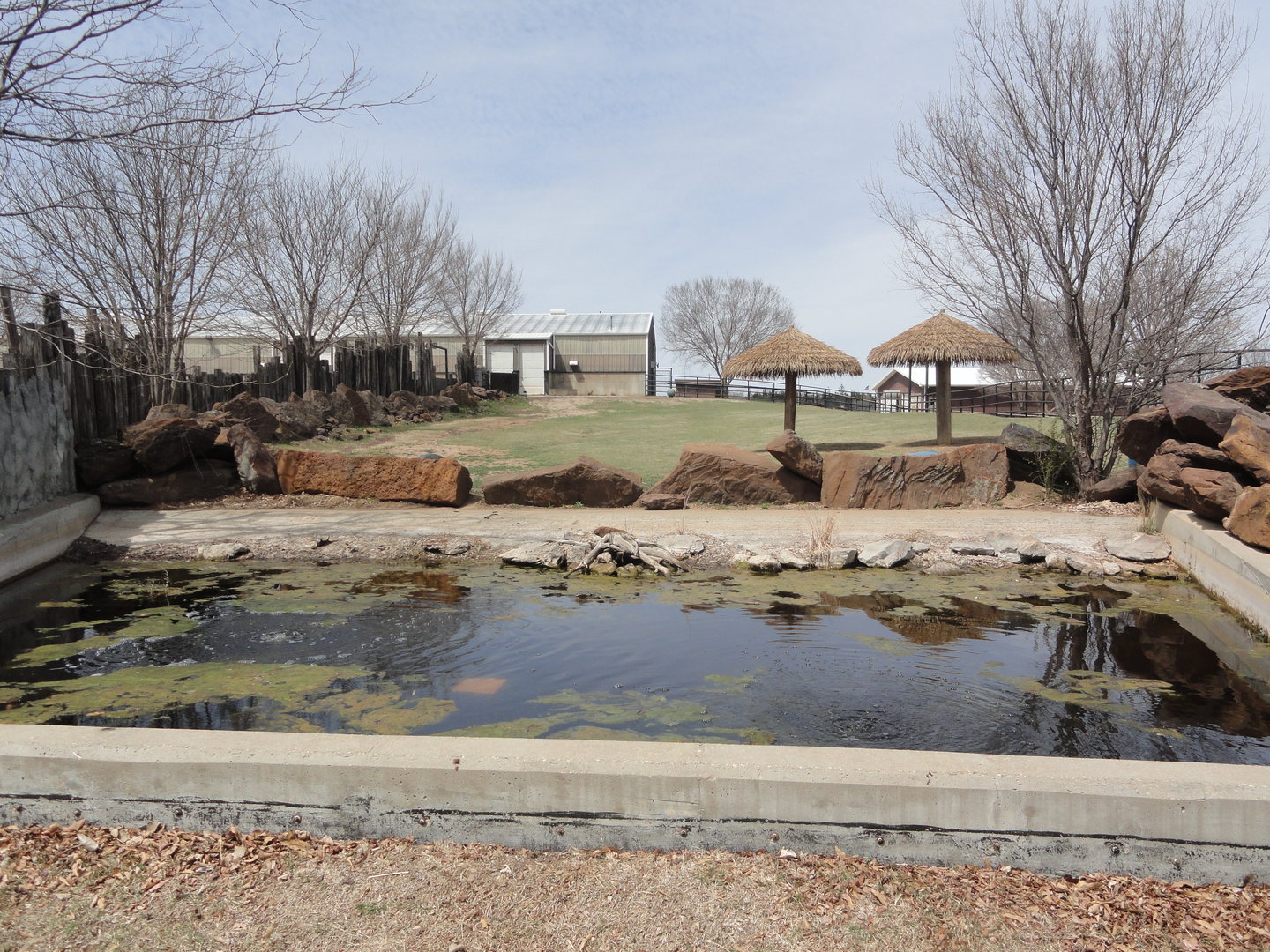 Southern White Rhino Exhibit - North