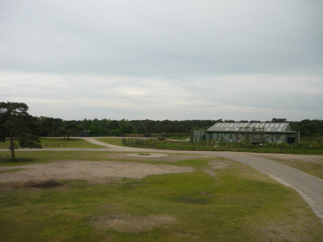 Southern White Rhino Exhibit with Gorilla/chimp indoor house