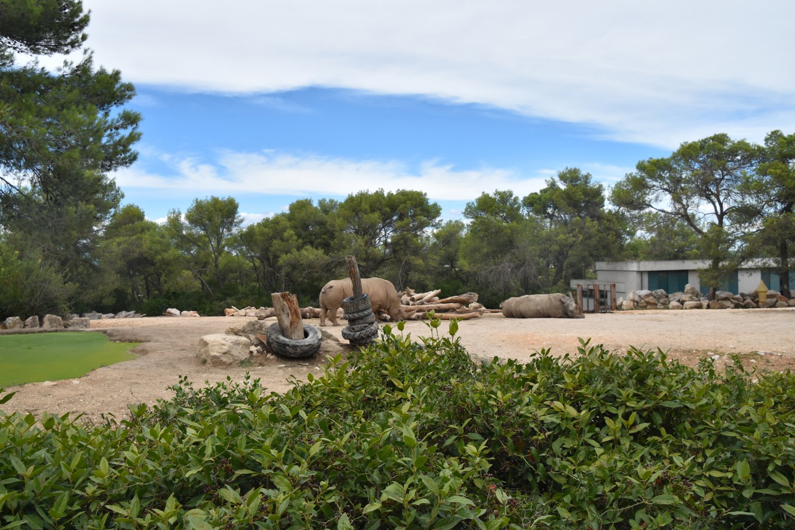 Southern white rhino exhibit