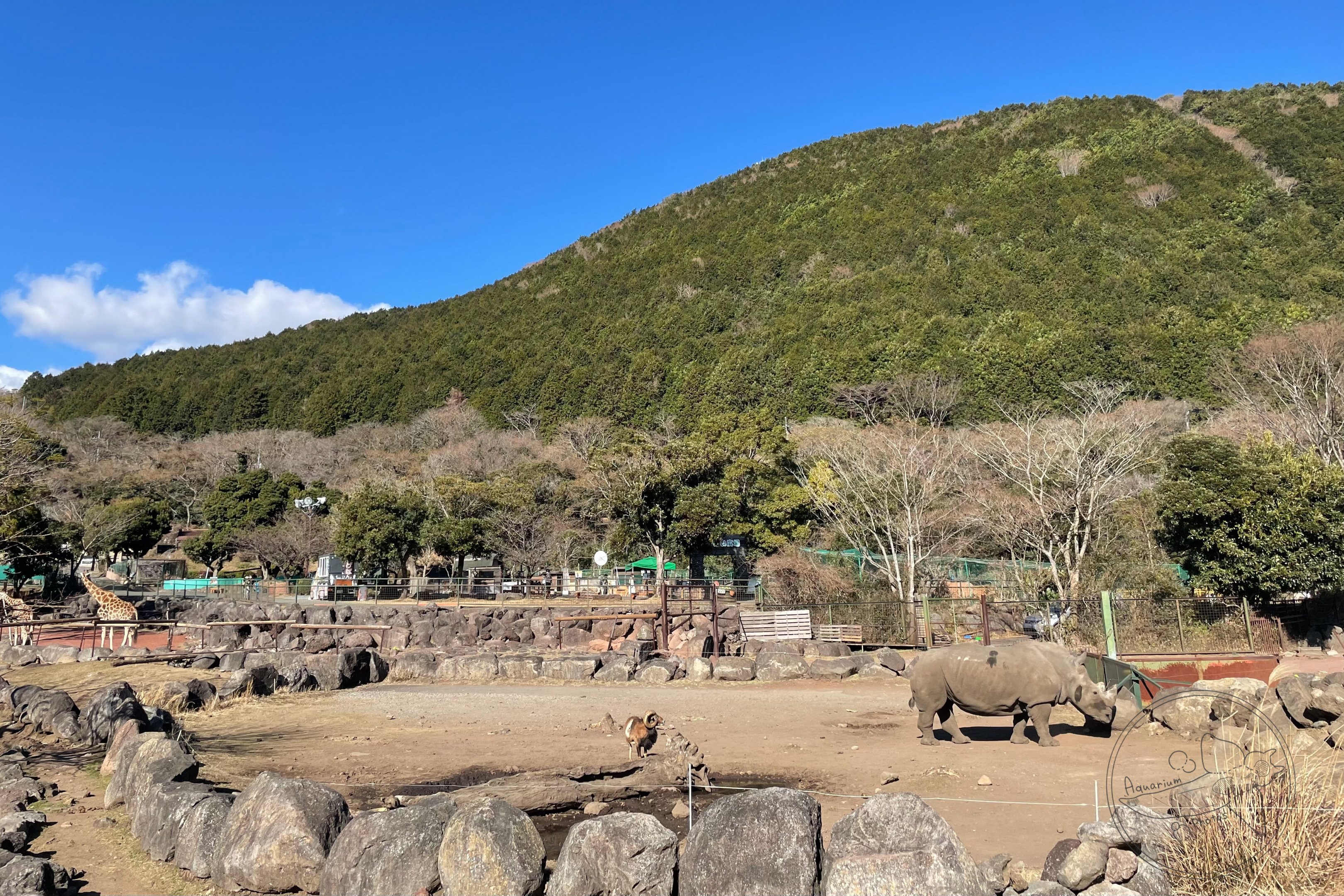 Southern White Rhino Exhibit
