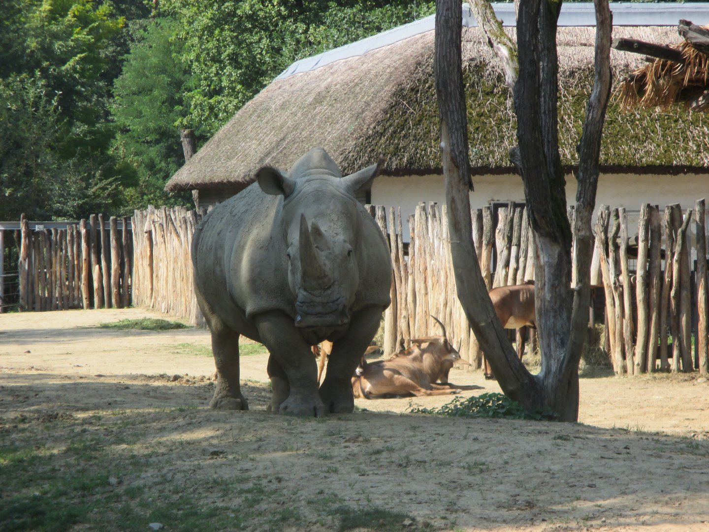 Southern white rhino female