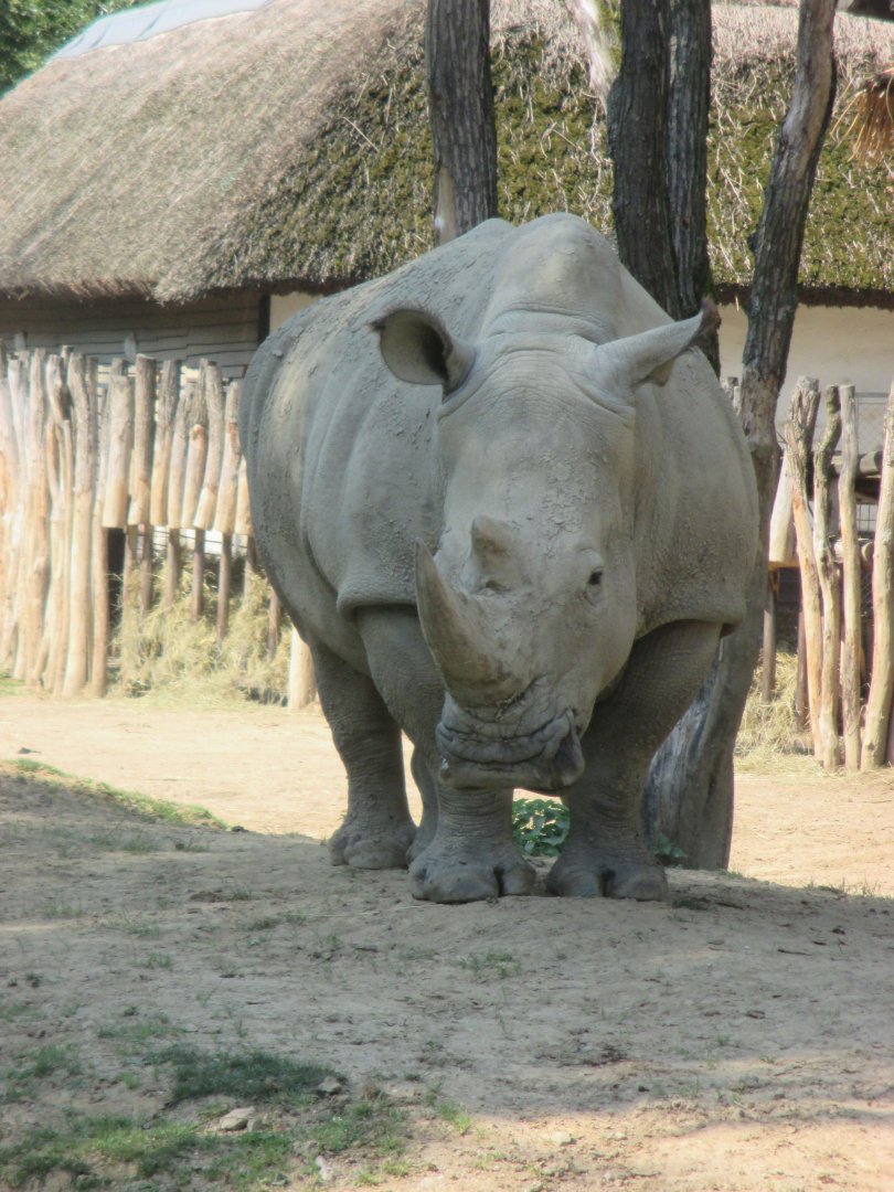 Southern white rhino female