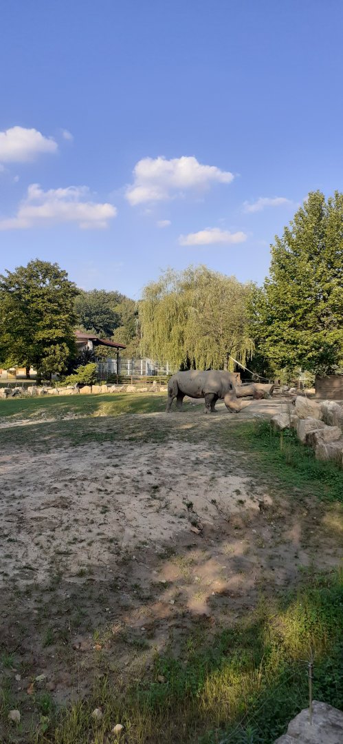 Southern white rhino females