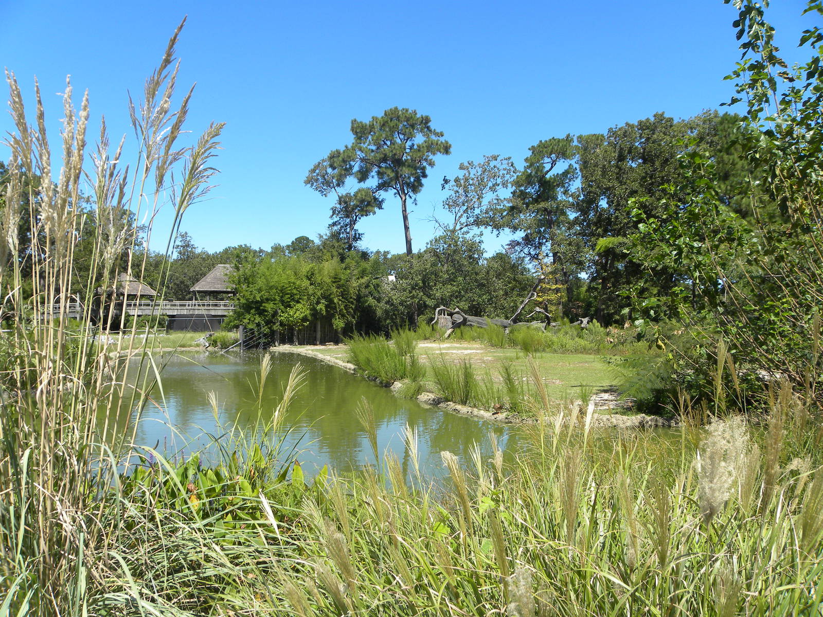 Southern White Rhino/Grant's Zebra Exhibit
