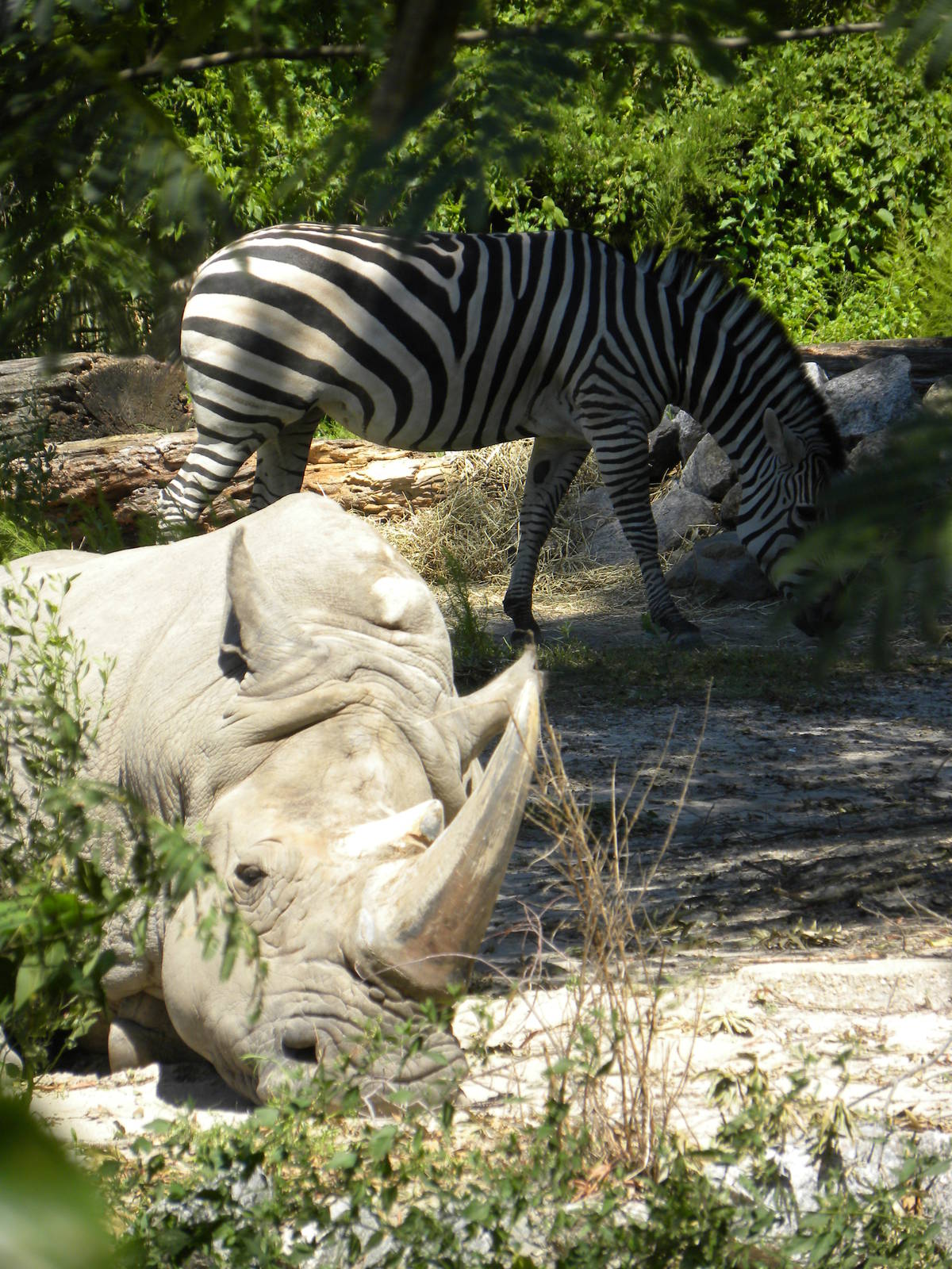 Southern White Rhino/Grant's Zebra Exhibit