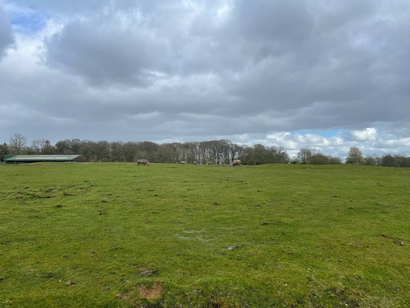 Southern White Rhino Heard