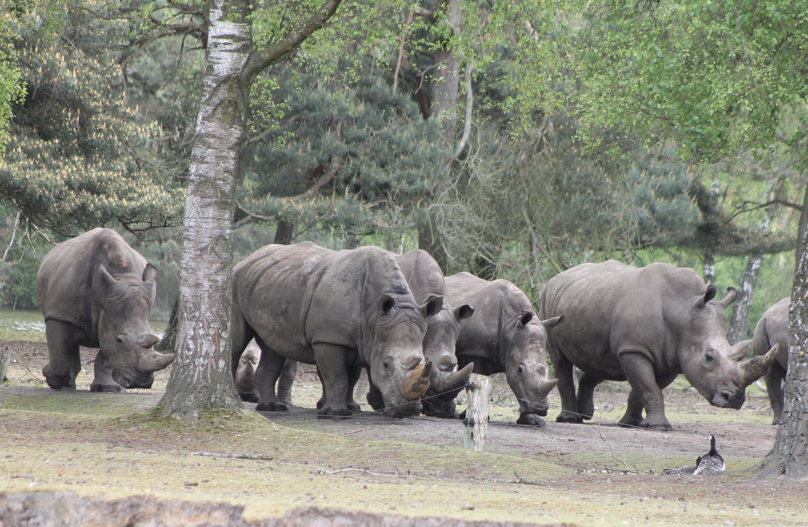 Southern white rhino-herd