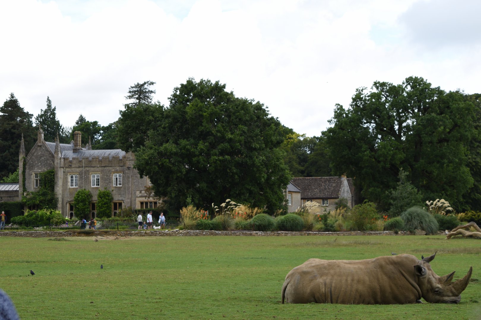 Southern white rhino in front of manor house