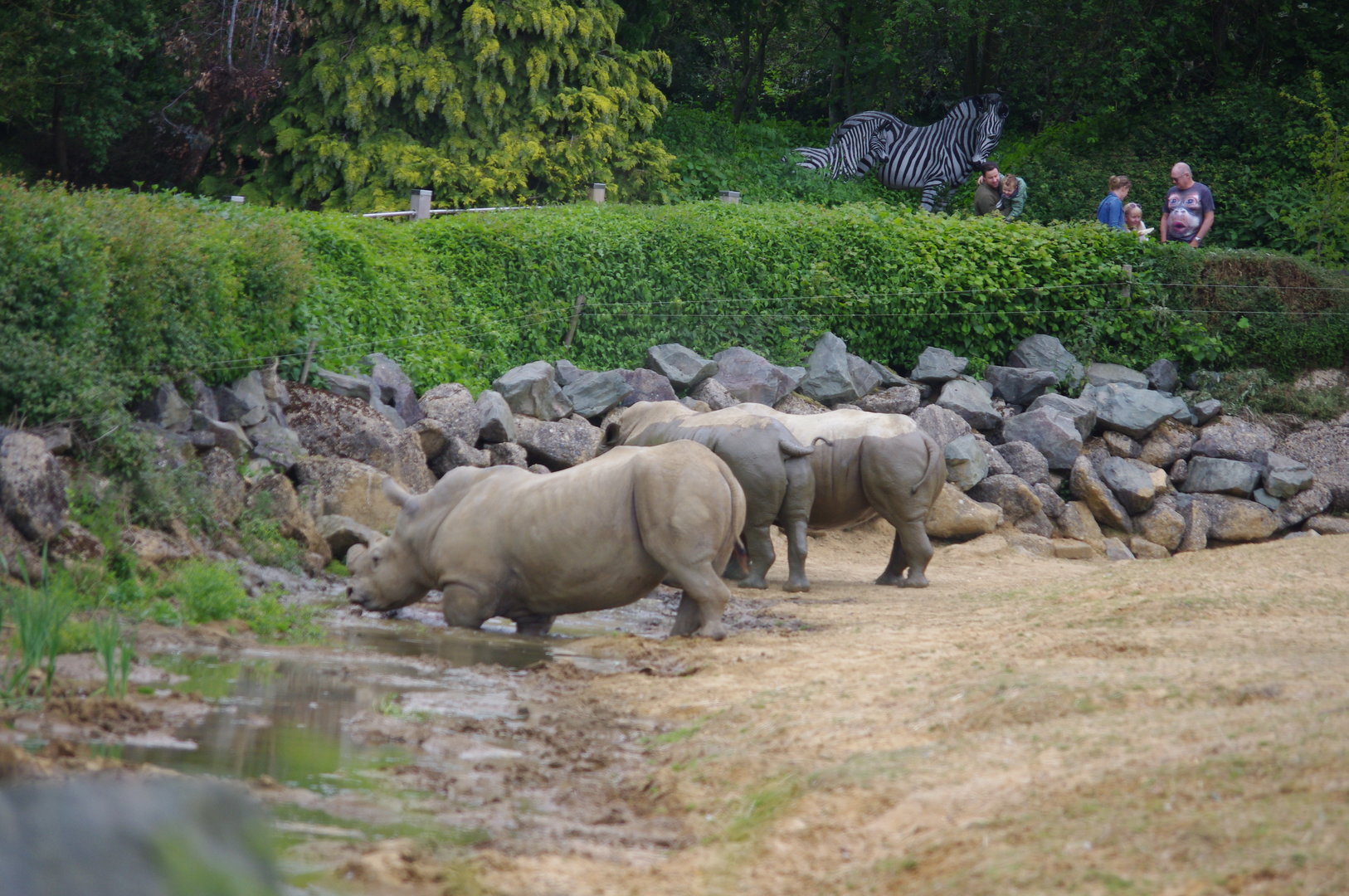 Southern White Rhino in the mud- 2/6/2023