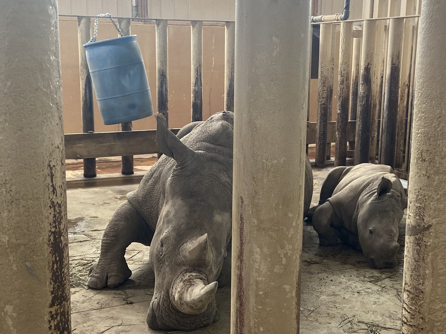 Southern White Rhino - Including young Augustus