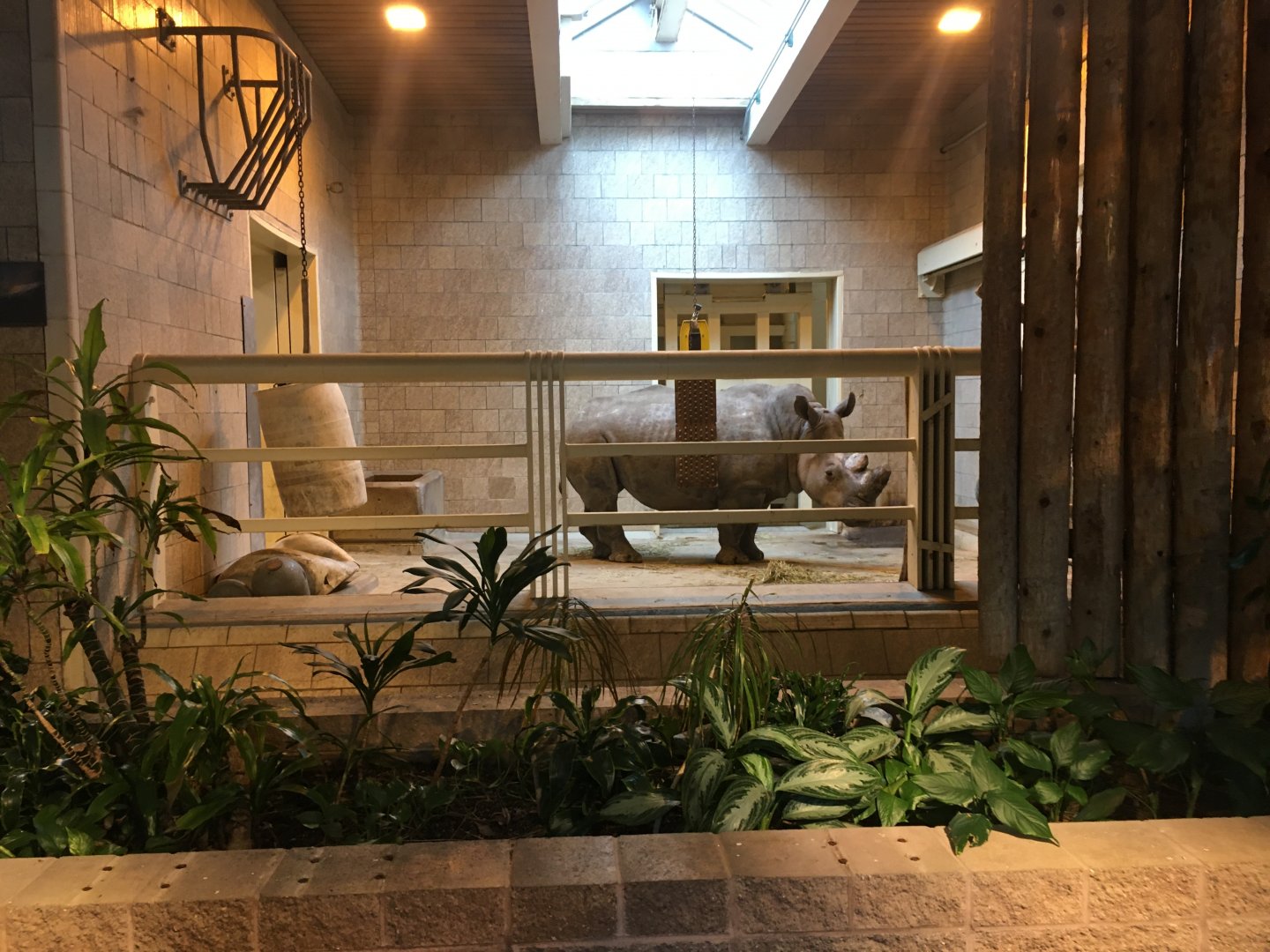 Southern White Rhino Inside